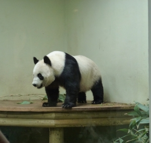 Edinburgh Zoo           